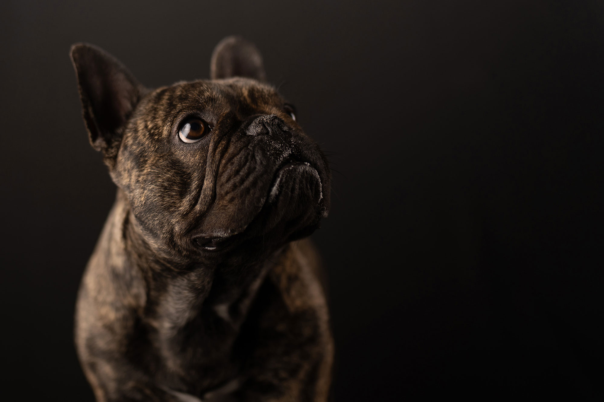 fotografía de mascotas quito ecuador mezcal