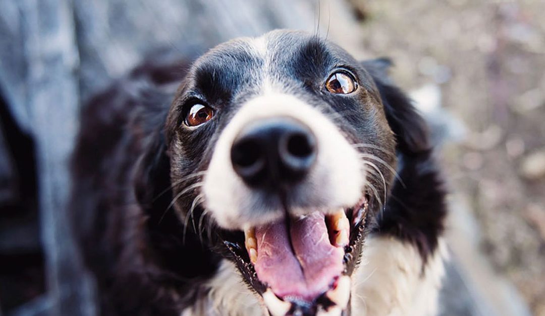 Una Alimentación Equilibrada para la Salud de tu Perro