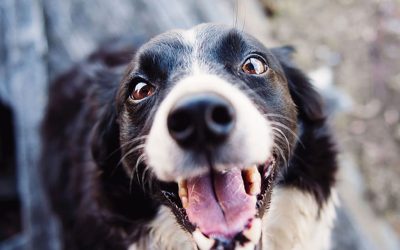Una Alimentación Equilibrada para la Salud de tu Perro