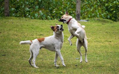 Ejercicios regulares para perros y su bienestar Físico mental