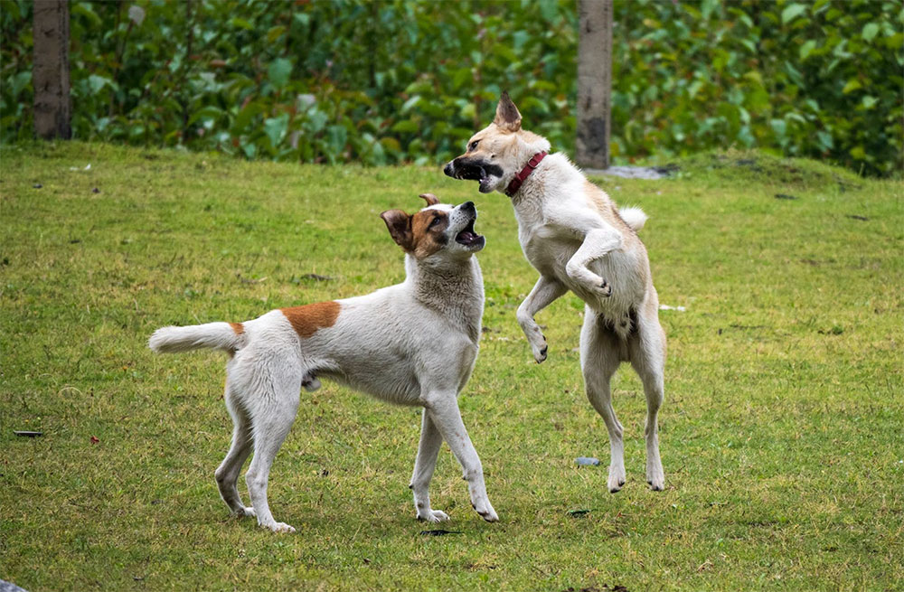 Ejercicios regulares para perros y su bienestar Físico mental