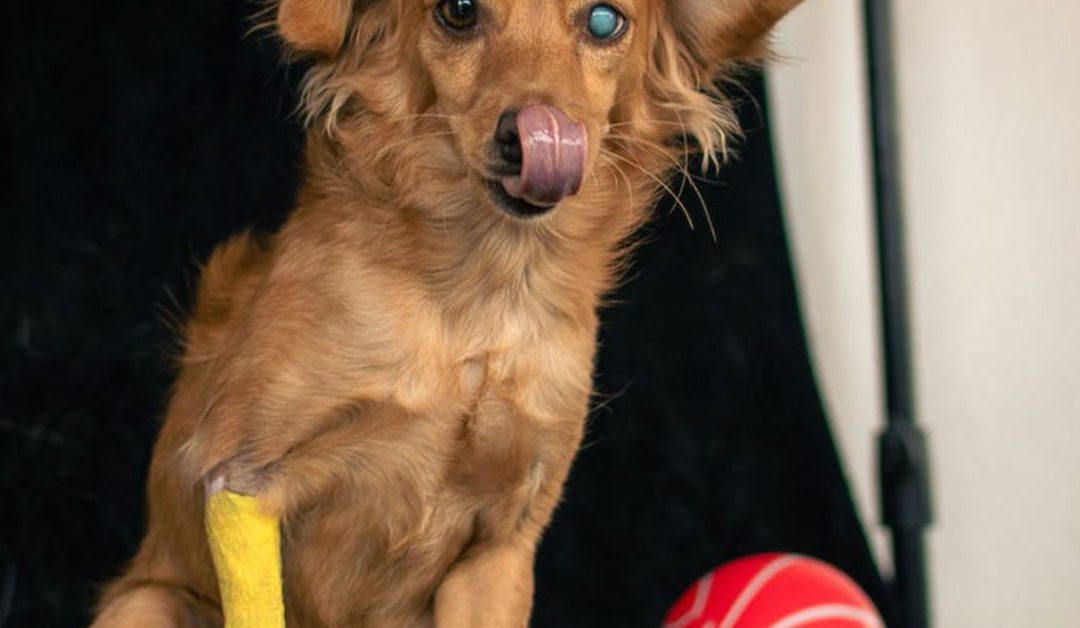 La Importancia de Adoptar Mascotas: Brindando Amor y un Hogar