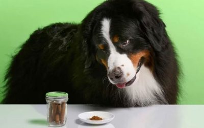 Condimentos seguros para Perros 23 que hay que Evitar