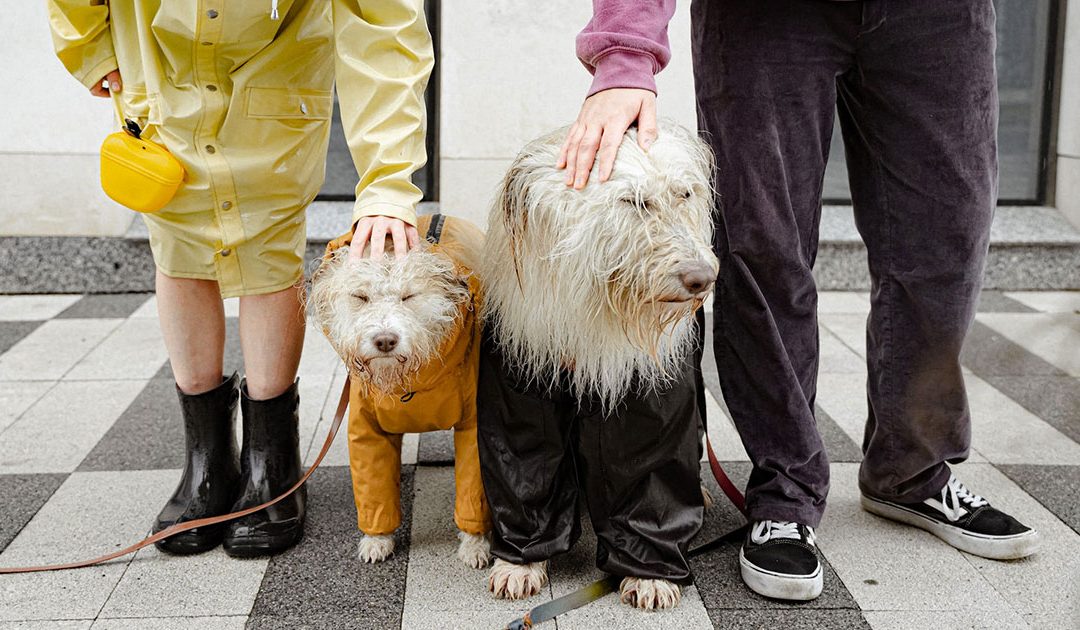 Cuidados básicos de mascotas vacunas parásitos y enfermedades