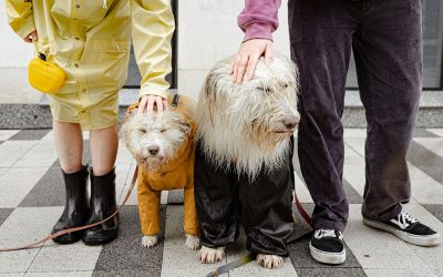 Cuidados básicos de mascotas vacunas parásitos y enfermedades