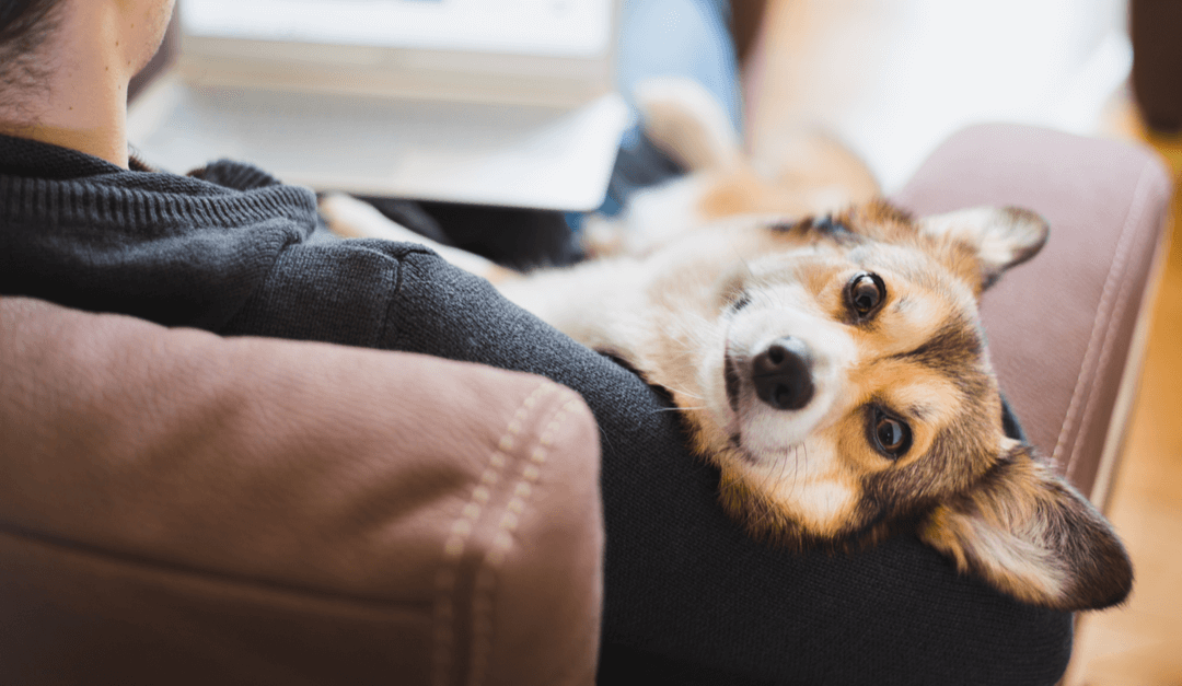 Adopción de mascotas: cómo darles un hogar a perros, gatos, etc.