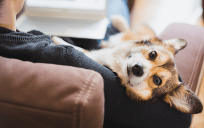 Adopción de mascotas: cómo darles un hogar a perros, gatos, etc.